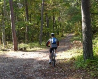  Sur les sentiers de la foret 